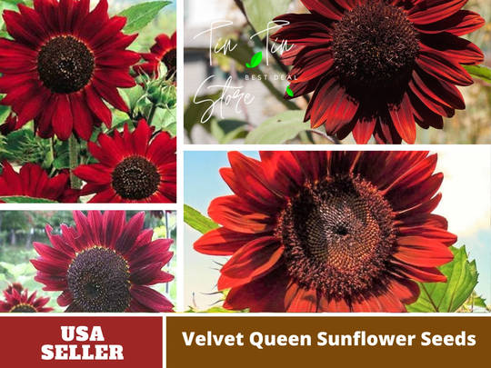 25+ Seeds-Velvet Queen Sunflower Seeds -Perennial -Authentic Seeds-Flowers -Organic. Non Gmo -Vegetable Seeds-Mix For Plant-B3G1#e004