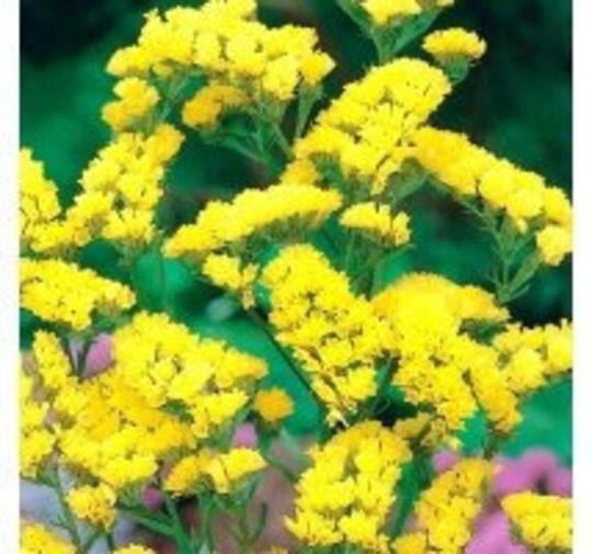 Wavyleaf Sea Lavender 50 Seeds Yellow, Fresh, Easy To Grow