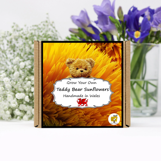 Grow Your Own Teddy Bear Sunflower Plant Kit. Seeds Growing Kit. Gardening Gifts For Women, Men, Him, Her, Grandad & Children