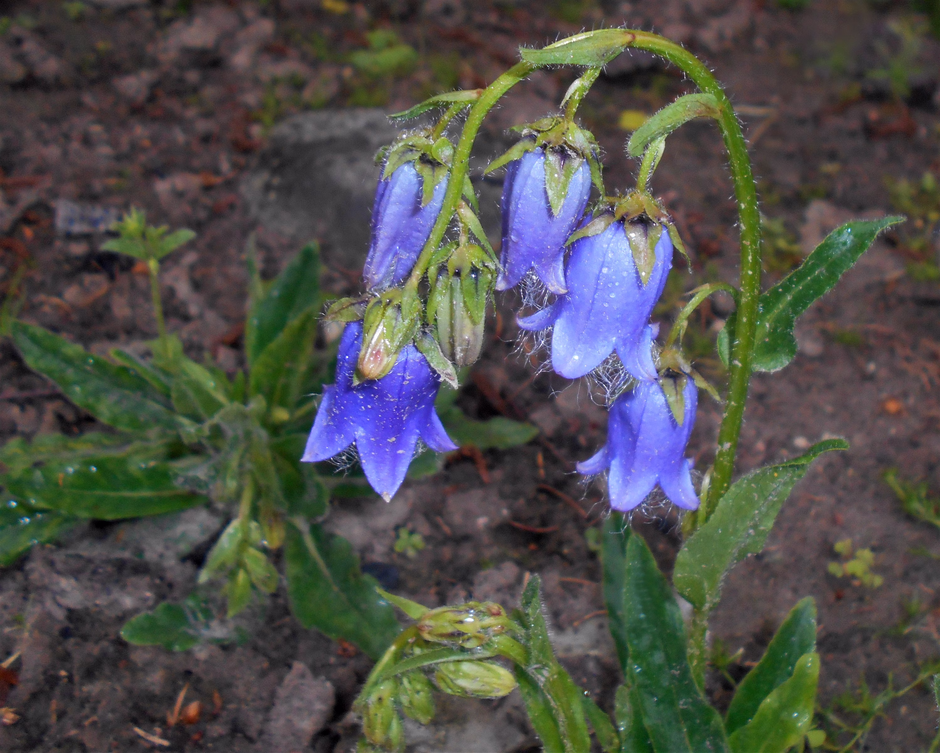 20 Campanula Barbata Seeds, Bearded Bellflower Plant Seeds