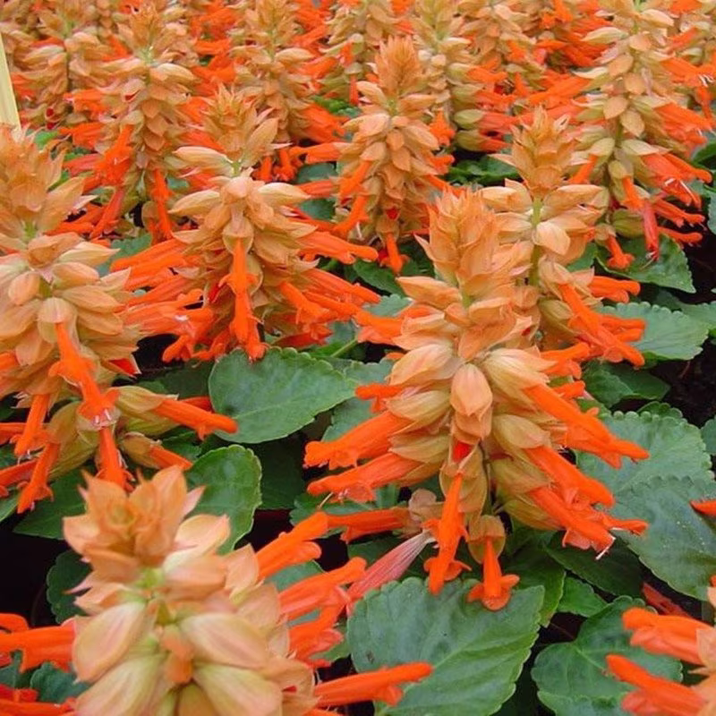 Scarlet Sage Orange Seeds Annual Flowering Non Gmo For Planting | 204506