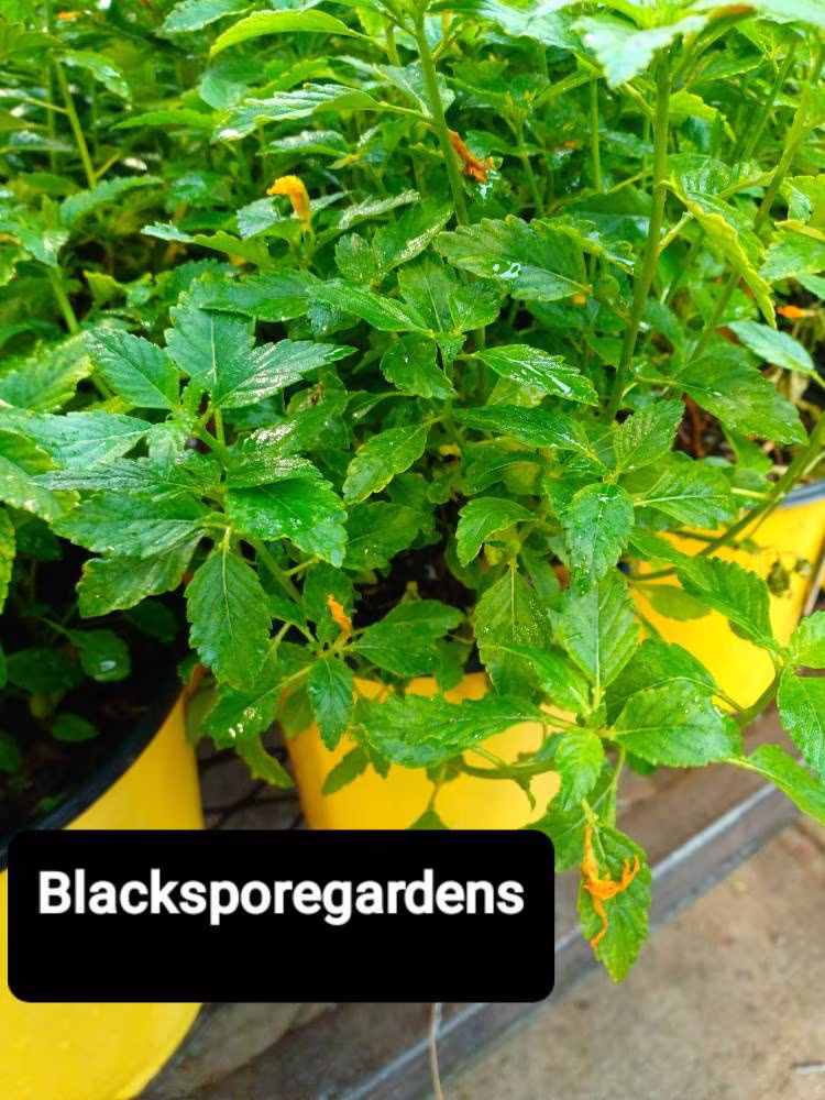 Damiana Turnera Diffusa, 1 Gallon Small Bush Live Plant Organic Homegrown 14+ Inch
