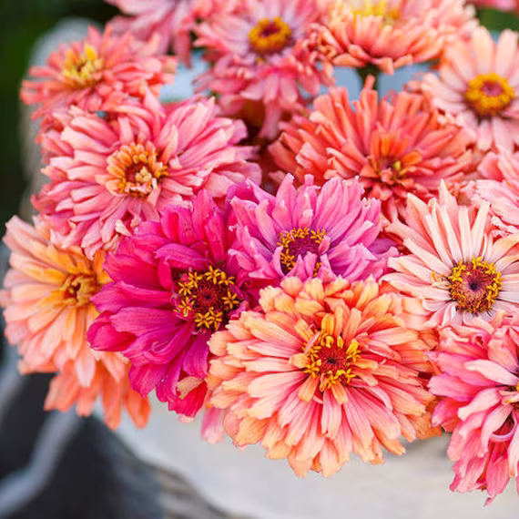 Zinnia Cactus Pink Shades Flower Seed 50