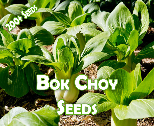 Bok Choy Seeds | 200 Per Pack - Heirloom Grown Free From Chemical Pesticides & Fertilizers