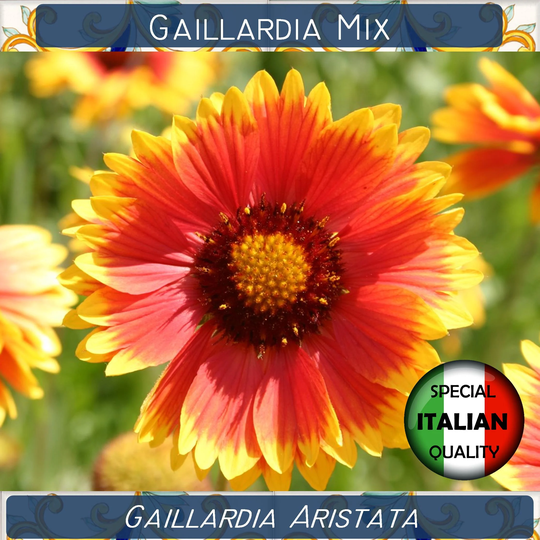 350+ Gaillardia Mixed Colors Seeds, Aristata Blanket Flower Seeds #fi543