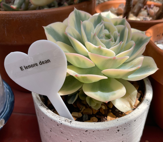 Plant ID Label | Succulent Tag Garden Name Marker