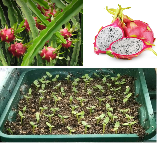 Dragon Fruit Fresh Seeds | 20+ | Hylocereus Undatus Pitaya Pitahaya Same Day Dispatch