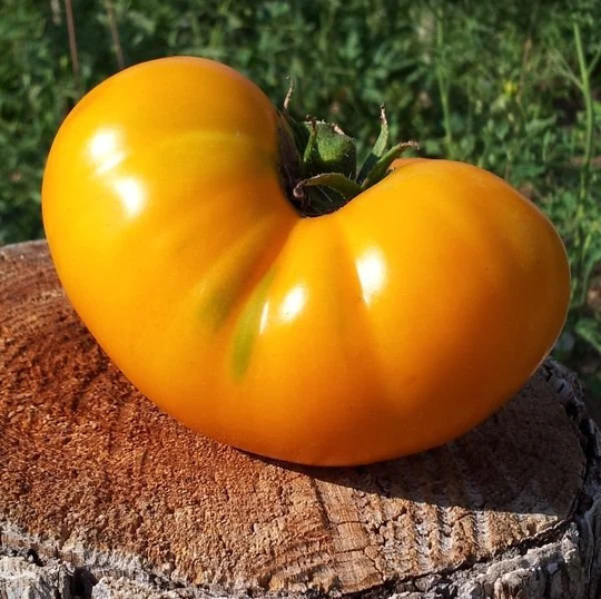 Vegetable - Tomato Azoychka 20 Premium Quality Seeds First Class Post