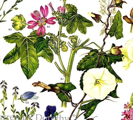 Morning Glory Violet Milkwort Mallow Flax Flowers Poster Botanical Exotica Of Europe 1969 Vintage Illustration To Frame 18