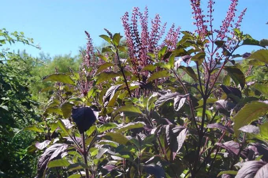 1000 Seed Asia Vegetable Ka Phao Deang , Thai Red Holy Basil , Thai