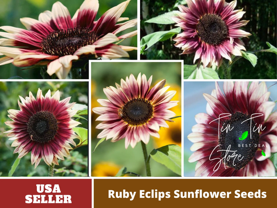 25+ Seeds-Ruby Eclipse Sunflower Seeds-Perennial -Authentic Seeds-Flowers -Organic. Non Gmo -Vegetable Seeds-Mix Seeds For Plant-B3G1#e002