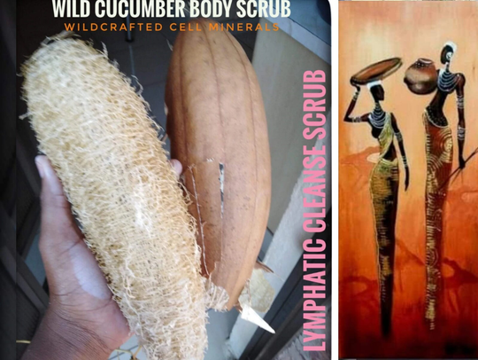Natural Cucumber Body Sponge - | | Origin. Sudan/Uganda Free Shipping