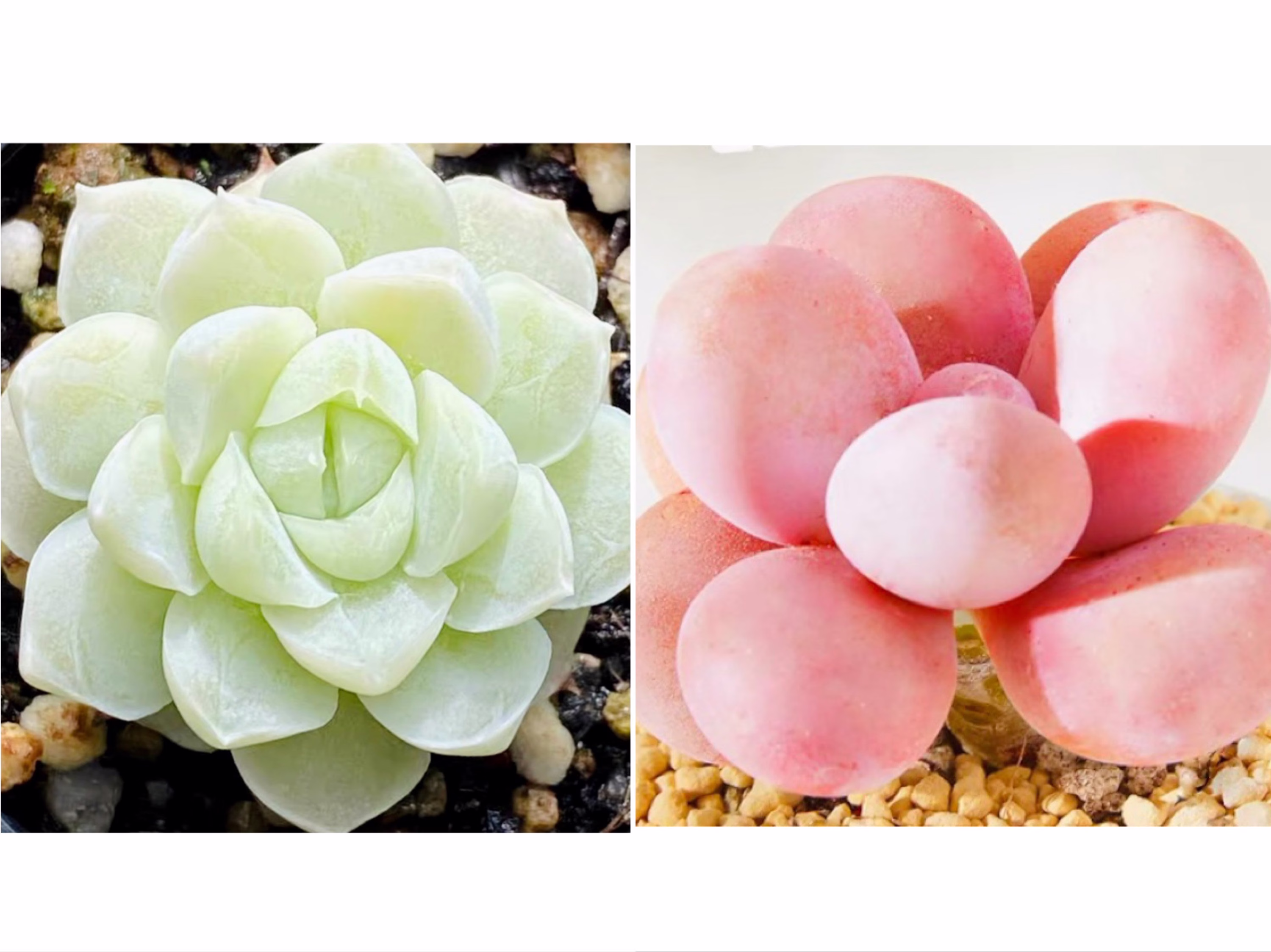 10 Seeds Echeveria "Alba' X Pachyphytum