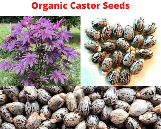Castor Bean Seeds(Ricinus CommunisBeautifully Patterned Bean Seeds/Aka, Palma Christi, Wonderboom, Ricin Plant, Castor Oil Plant