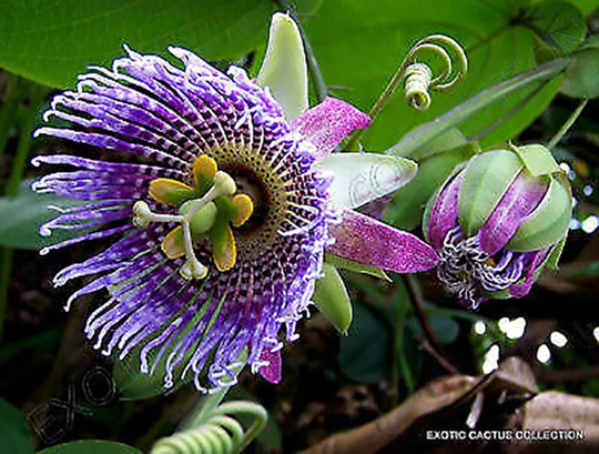Passiflora Ligularis 40 Seeds Sweet Passion Fruit - Granadilla Maracuja