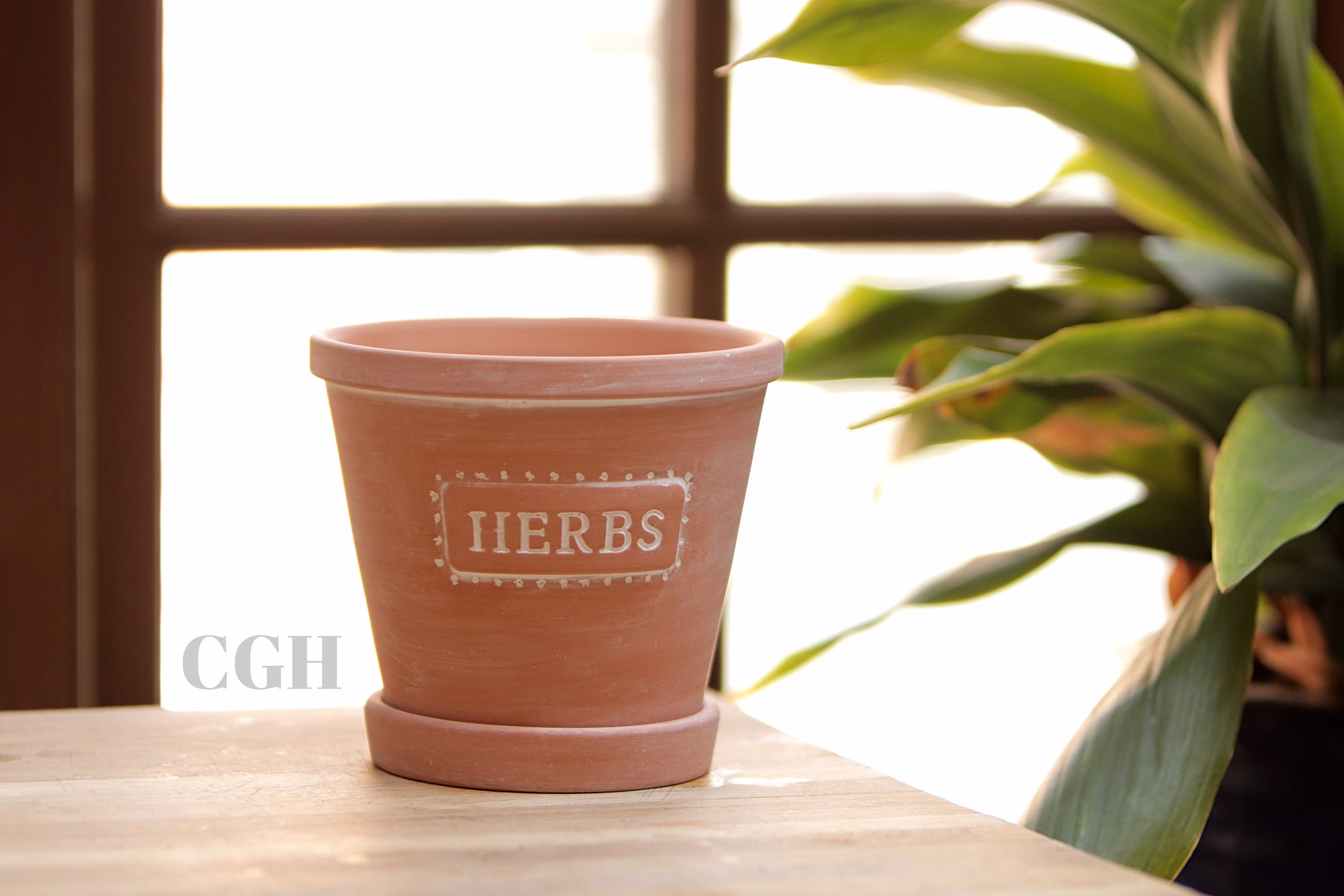 Herb Terracotta Pot Planter Plant Sass & Belle Herbs - Gift