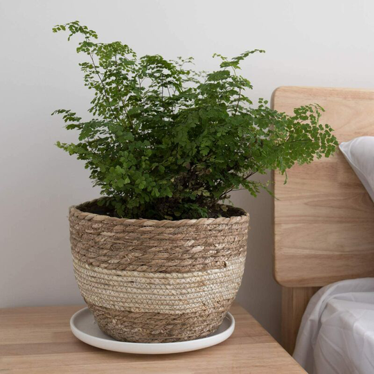 Muse Seagrass Planter Basket Indoor, BR-Vie Flower Pots Cover, Plant Containers, Beige