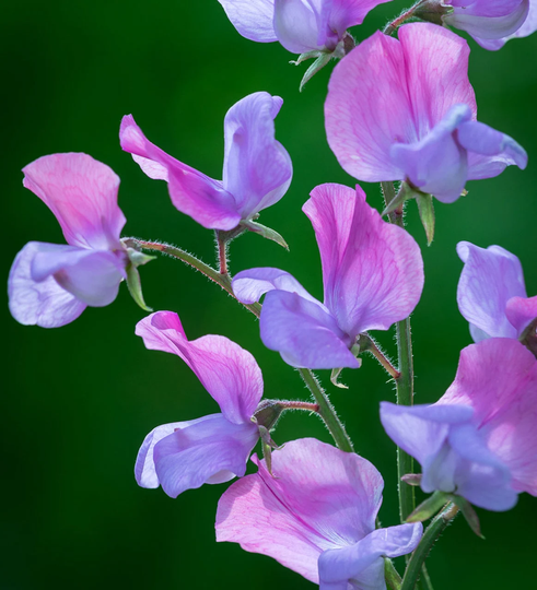 Sweet Pea Erewhon Seeds - 12 Flower Seed