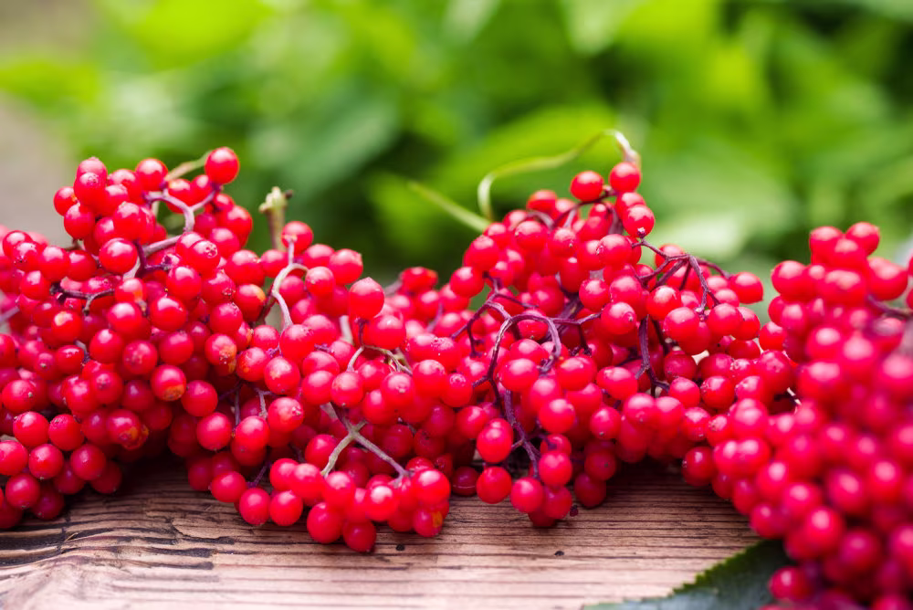 Red Elderberry Seeds - 50 To Plant Sambucus Racemosa Non-Gmo Seeds, Grown & Shipped From Iowa. Made in Usa