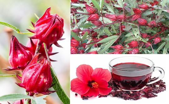 Hibiscus Sabdariffa | 30 Seeds Roselle Tea Belchanda Same Day Dispatch