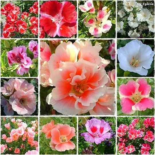 Godetia Monarch Mixed - 2000 Seeds Clarkia Amoena Grandiflora