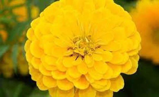 Canary Bird Zinnia Seeds, Us Heirloom Organic Non Gmo, Free Gift With Order
