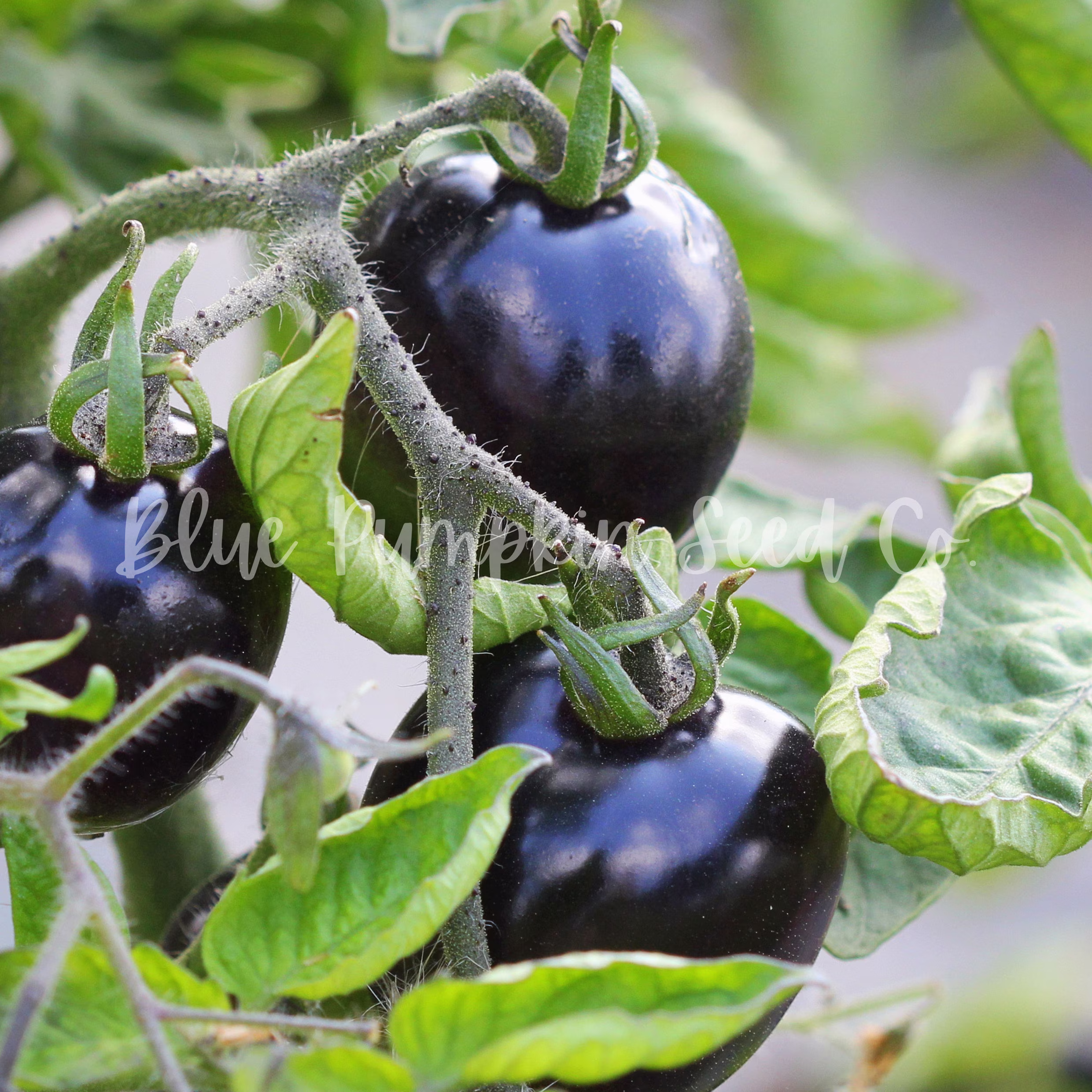 Indigo Cherry Drop Tomato | F1 Hybrid, Indeterminate, Certifed Organic By Mofga Tomato, Indeterminate Seeds