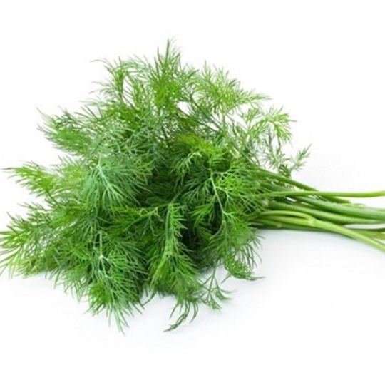 Green Fennel Feuill Verte De Nimes Seeds Heirloom Non Gmo For Planting | 203776
