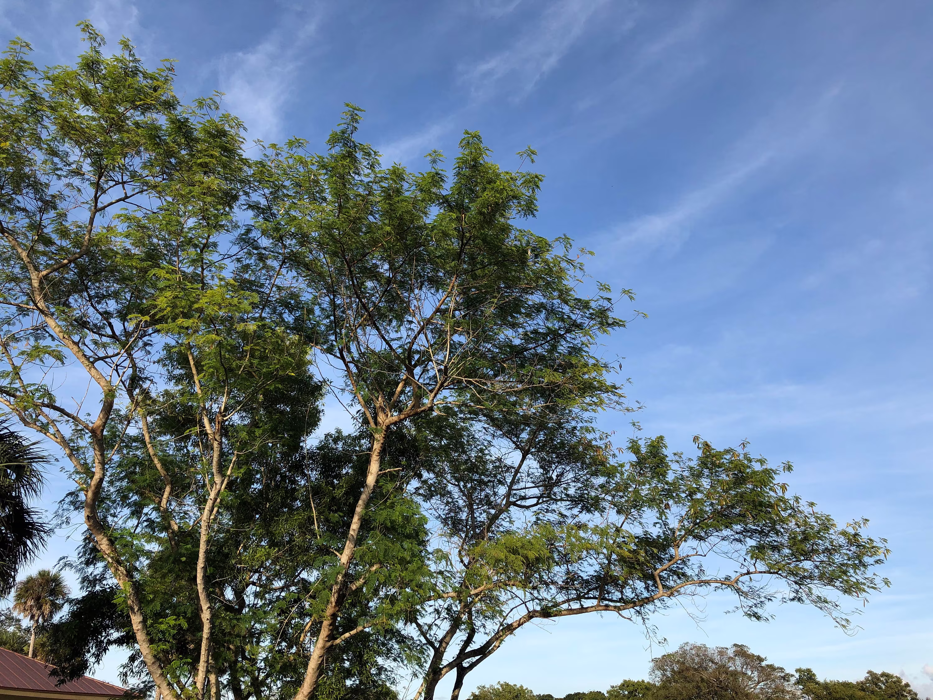 River Tamarind Tree | Leucaena Leucocephala Seeds