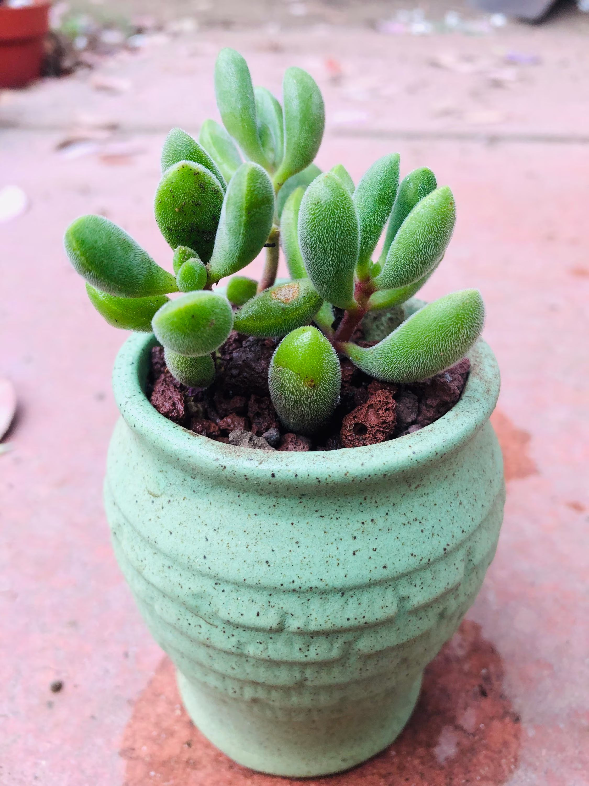 3 Crassula Rogersii Live Rooted