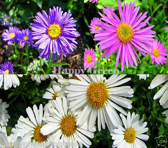 Alpine Aster Mixed Colours - 150 Seeds Aster Alpinus Rockery Flower