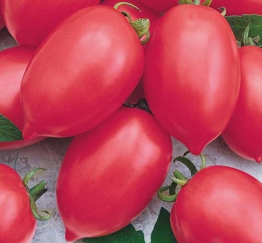 Seeds Tomato Tarasenko Pink Mid-Ripe Juicy Tasty Vegetable Seeds From Ukraine