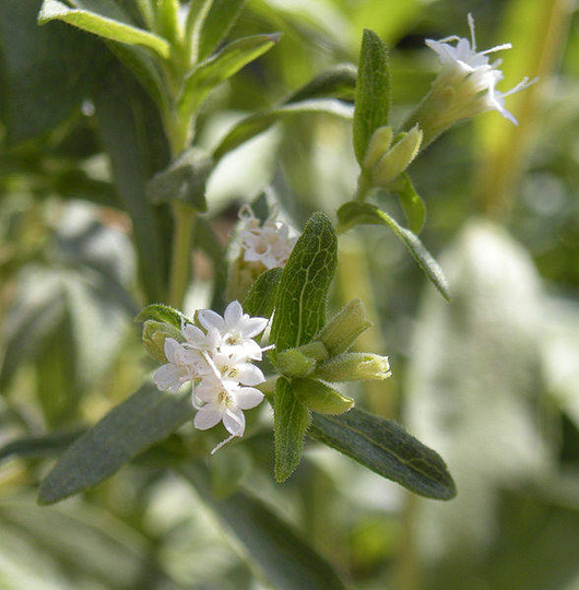 stevia Leaf - Cut Or Powdered Rebaudiana