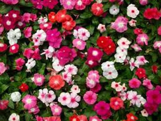 Flower Seeds Catarantus Aristocrat