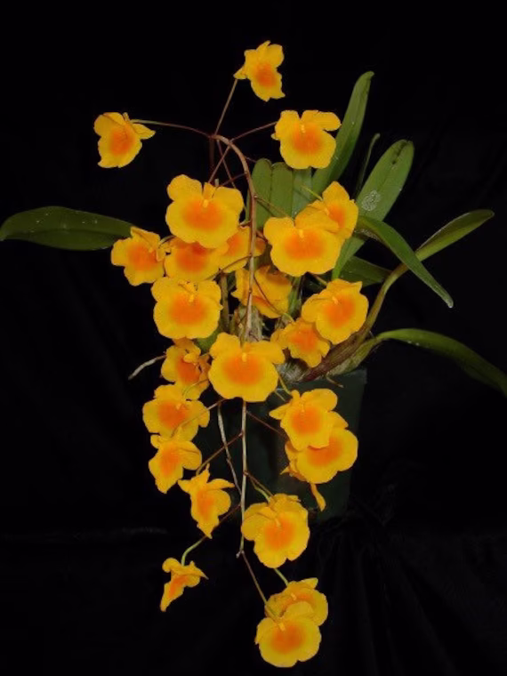 Dendrobium Lindley | Aggregatum