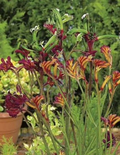 Kangaroo Paw Mixed Colours Native Seed 50 Seeds Perennial | Fascinating Plants To Australia Rare