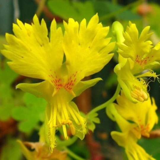 Flower Seeds Nasturtia Canary