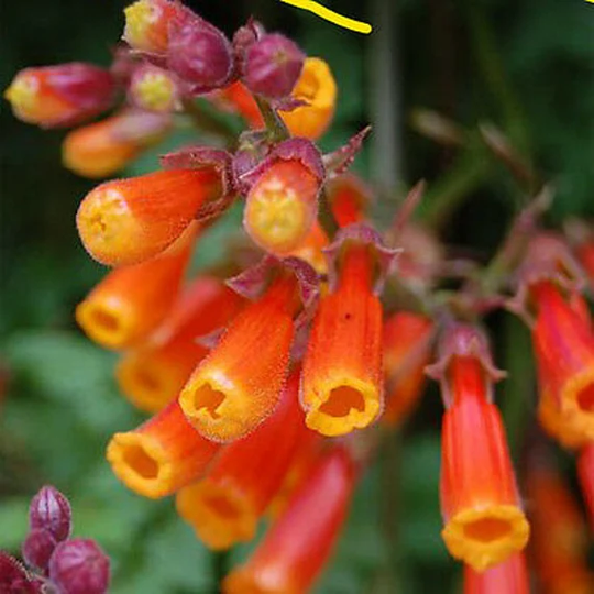 Chilean Glory Vine Mix - 200 Seeds Eccremocarpus Scaber Flower