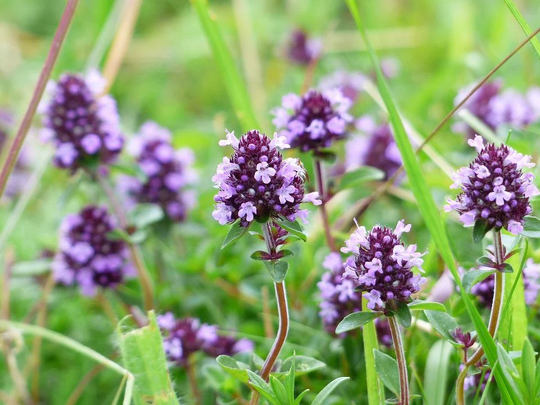 Thyme English Winter Approx, 1, 200 Seed, Perennial Common Herb Seed