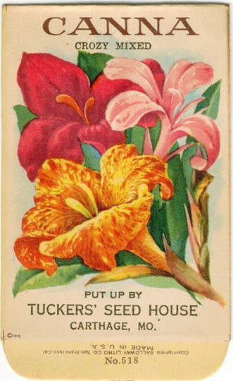 Canna Vintage Flower Seed Packet 1918 "No Seeds