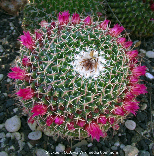 Mammillaria Mystax, 20 Seeds