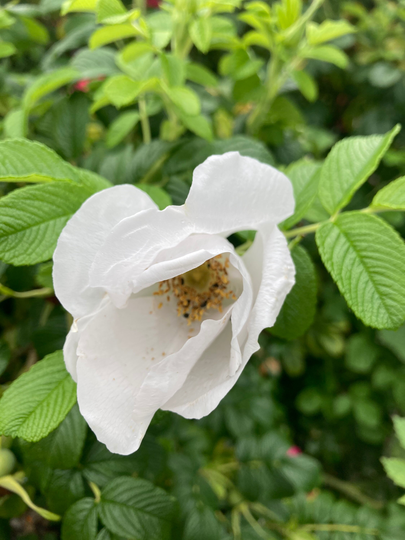 Fragrant Rosa Rugosa