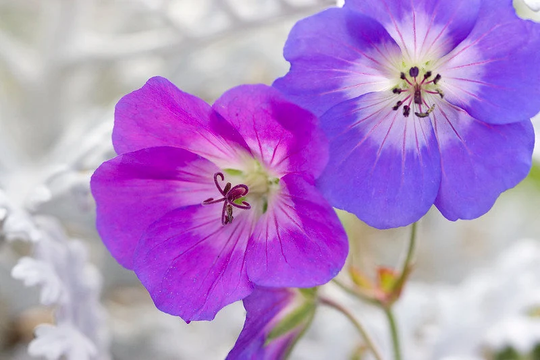 Geranium Pratense Mixed Colors Seed
