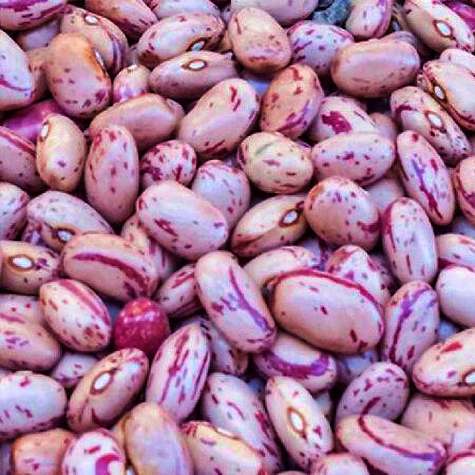 Dwarf Horticulture Taylor - Speckled Bay Heirloom Bean Seeds Open Pollinated Usa Seller