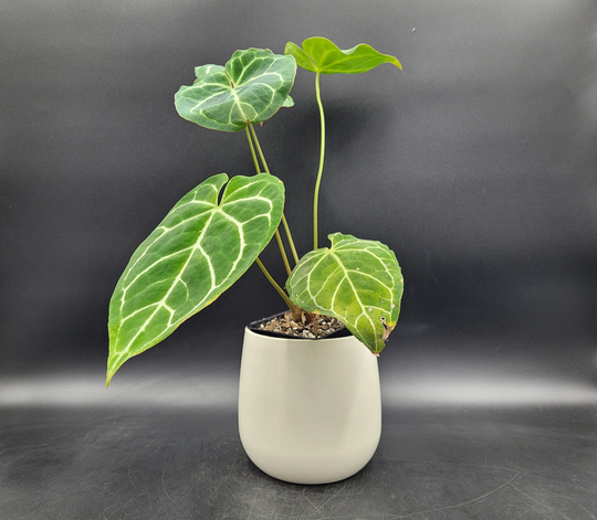 White Rounded Ceramic Planter - Vintage Pottery Made in Holland Boho Eclectic Plant Decor