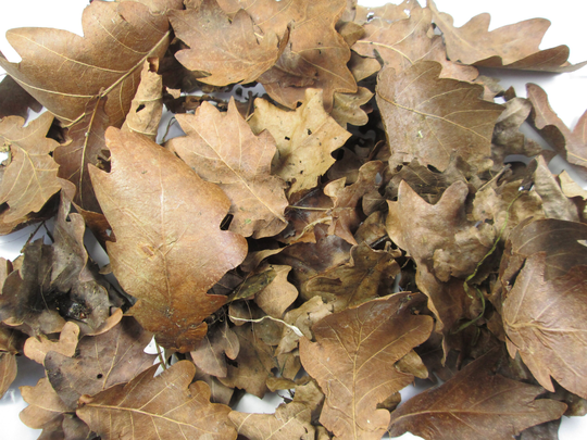 Large Quantity 100L Organic Dried Autumn Oak Leaves Leaf Shop Window Wedding Displays Photo Shoot