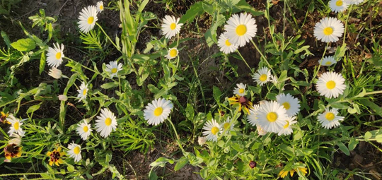 Shasta Daisy Wildflower - Seed Packet For Pollinators