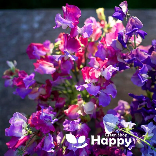 Sweet Pea Enchante - 10 Seeds Lathyrus Odoratus