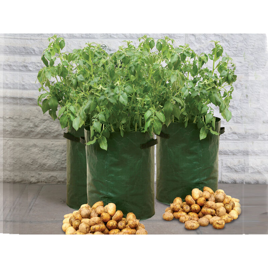 Haxnicks - Potato Patio Planter Set x 3 PLATER010101