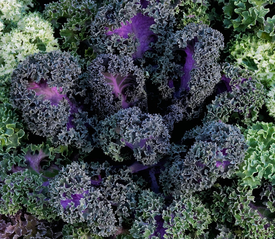 Flowering Kale Seeds Yokohama Red 50 Thru 500 Cabbage